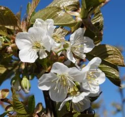 Neue Produkte -Pflanzenhof Verkaufsladen Grosse Schwarze Bl te