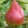 Gute Luise Pyrus Communis `Gute Luise´ -Pflanzenhof Verkaufsladen Gute Luise