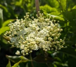 Holunder `Haidegg 17´ Sambucus Nigra `Haidegg17´ -Pflanzenhof Verkaufsladen Haidegg Bl te