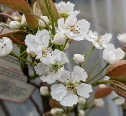 Nashi Hakko Pyrus Pyrifolia `Hakko´ -Pflanzenhof Verkaufsladen Hakko Bl te