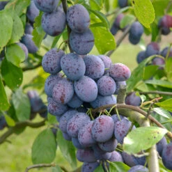 Hanita ® Prunus Domestica `Hanita