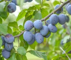 Hauszwetsche Prunus Domestica `Hauszwetsche´