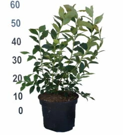 Heidelbeere - Reka Vaccinum Corymbosum `Reka´ -Pflanzenhof Verkaufsladen Heidelbeere reka 2