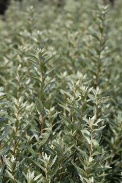 Sanddorn Pollmix Hippophae Rhamnoides `Pollmix´