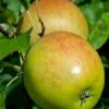 Holsteiner Cox Malus Domestica -Pflanzenhof Verkaufsladen Holsteiner Cox
