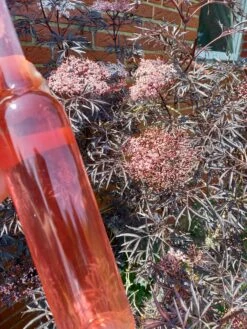 Holunder Black Lace ® Sambucus Nigra `Black Lace´ -Pflanzenhof Verkaufsladen Holunderbl ten Likor rosa