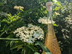 Holunder Haschberg Sambucus Nigra `Haschberg´ -Pflanzenhof Verkaufsladen Holunderbl tenlik r weiss