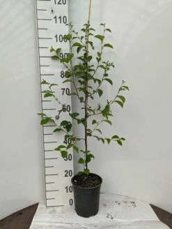 Chinesische Quitte / Holzquitte Pseudocydonia Sinensis -Pflanzenhof Verkaufsladen Holzquitte