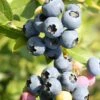 Heidelbeere `Hortblue Petite´ Kompakt Wachsend Vaccinum Corymbosum `Hortblue Petite´ -Pflanzenhof Verkaufsladen Hortblue petite3