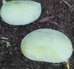 Pflanzenhof Verkaufsladen -Pflanzenhof Verkaufsladen Indianerbanana