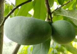 Pflanzenhof Verkaufsladen 22 Veredelte Indianerbanane (Paw Paw) `Susquehanna ®´ Asimina Triloba `Susquehanna´