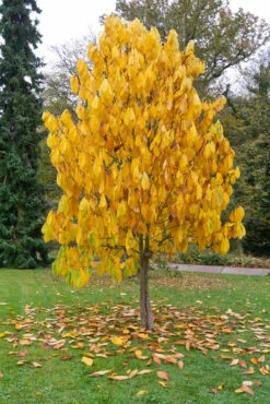 Veredelte Indianerbanane (Paw Paw) `Prima 1216´ (40-60cm) Asimina Triloba `Prima 1216´ 10 Veredelte Indianerbanane (Paw Paw) `Prima 1216´ (40-60cm) Asimina Triloba `Prima 1216´ -Pflanzenhof Verkaufsladen Indianerbanane BaummHuI31ooy7GZn 1