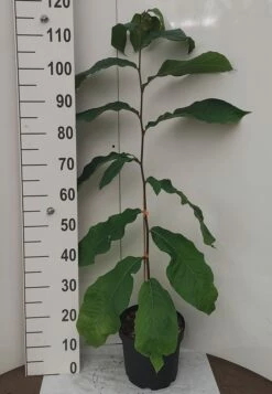 Veredelte Indianerbanane `NC1´ Asimina Triloba `NC1´ -Pflanzenhof Verkaufsladen Indianerbanane weissUURtI4poHnJw6