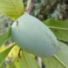 Veredelte Indianerbanane `Allegheny´® Peterson Pawpaws® Asimina Triloba `Allegheny´ -Pflanzenhof Verkaufsladen Indianerbanane1