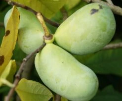 Veredelte Indianerbanane `Prolific´ Asimina Triloba `Profilic´