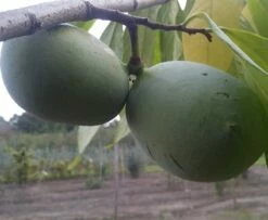 Pflanzenhof Verkaufsladen 12 Veredelte Indianerbanane (Paw Paw) `Shenandoah®´ Asimina Triloba `Shenandoah´