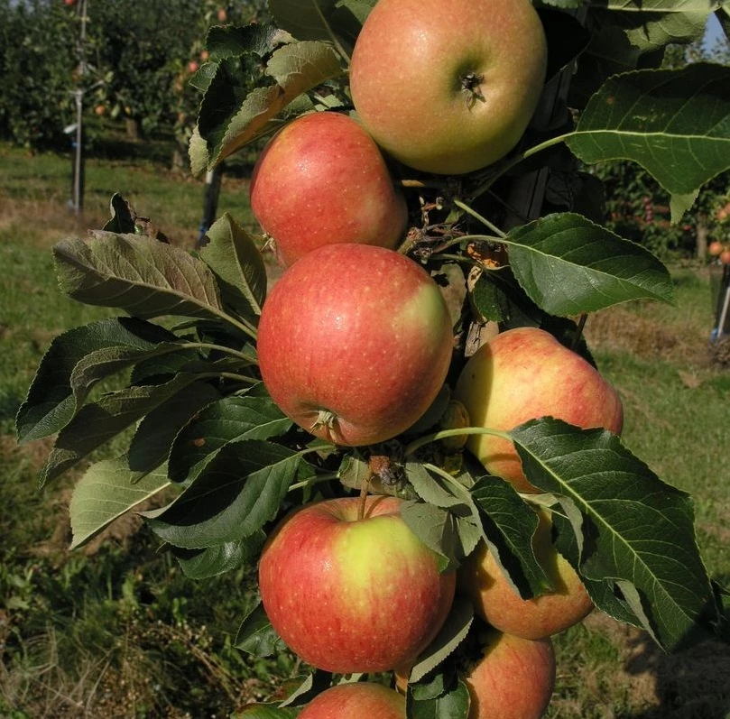 Säulenapfel `James Grieve Super Compact ®´ Malus Domestica `James Grieve Super Compact´ 3 Säulenapfel `James Grieve Super Compact ®´ Malus Domestica `James Grieve Super Compact´