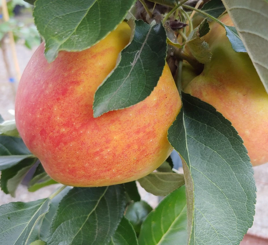 Säulenapfel `James Grieve Super Compact ®´ Malus Domestica `James Grieve Super Compact´ 4 Säulenapfel `James Grieve Super Compact ®´ Malus Domestica `James Grieve Super Compact´ – Bild 2