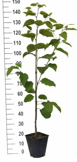 Japanischer Rosinenbaum Hovenia Dulcis -Pflanzenhof Verkaufsladen Japanischer rosinenbaum weiss