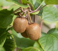 Kiwi Jenny (selbstfruchtbar) Actinidia Chinensis `Jenny´