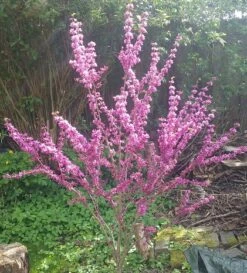 Judasbaum Cercis Siliquastrum -Pflanzenhof Verkaufsladen Judasbaum