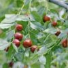 Jujube / Chinesische Dattel / Brustbeere `Li´ Ziziphus Jujuba -Pflanzenhof Verkaufsladen Jujube erweiterte Lizenz