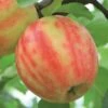 Karneval Ⓢ Malus Domestica `Karneval´ 1 Karneval Ⓢ Malus Domestica `Karneval´ -Pflanzenhof Verkaufsladen Karneval Apfel