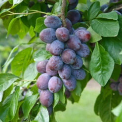 Katinka Ⓢ Prunus Domestica `Katinka´