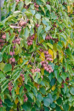 Pflanzenhof Verkaufsladen -Pflanzenhof Verkaufsladen Kens Red 2