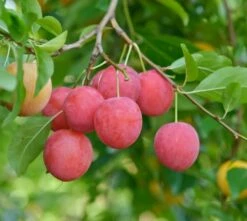 Kirschpflaume Prunus Cerasifera