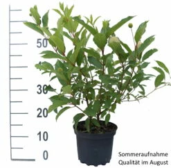 Knopfbusch Cephalanthus Occidentalis -Pflanzenhof Verkaufsladen Knopfbusch weiss