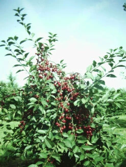 Zwergsauerkirsche Morellini Prunus Cerasus `Morellini´