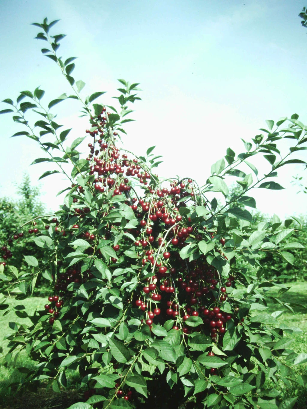 Zwergsauerkirsche Morellini Prunus Cerasus `Morellini´ 3 Zwergsauerkirsche Morellini Prunus Cerasus `Morellini´