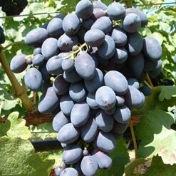 Kodrianka Vitis `Kodrianka´
