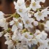 Zwerg-Zierkirsche `Kojou-no-mai´ Prunus Incisa `Kojou-no-mai´ 1 Zwerg-Zierkirsche `Kojou-no-mai´ Prunus Incisa `Kojou-no-mai´ -Pflanzenhof Verkaufsladen Kojou no mai