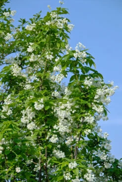 Kolchische Pimpernuss Staphylea Colchica 7 Kolchische Pimpernuss Staphylea Colchica -Pflanzenhof Verkaufsladen Kolchische Pimpernuss 2