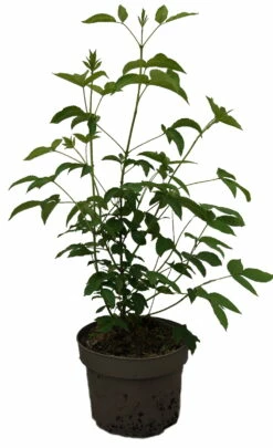 Kolchische Pimpernuss Staphylea Colchica 9 Kolchische Pimpernuss Staphylea Colchica -Pflanzenhof Verkaufsladen Kolchische Pimpernuss