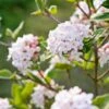 Koreanischer Duft-Schneeball Viburnum Carlesii 1 Koreanischer Duft-Schneeball Viburnum Carlesii -Pflanzenhof Verkaufsladen Korea Schneeball
