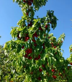 Pflanzenhof Verkaufsladen 53 Großfrüchtige Kornelkirsche `Jolico´ Cornus Mas `Jolico´