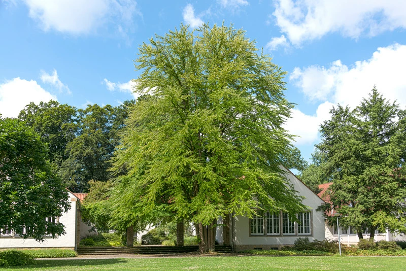 Lebkuchenbaum / Katsurabaum Cercidiphyllum Japonicum 4 Lebkuchenbaum / Katsurabaum Cercidiphyllum Japonicum – Bild 2