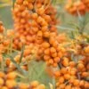 Sanddorn `Leikora´ Hippophae Rhamnoides `Leikora´