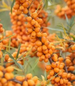 Sanddorn `Leikora´ Hippophae Rhamnoides `Leikora´