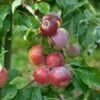 Liberty Malus Domestica `Liberty´ -Pflanzenhof Verkaufsladen LibertyGLqknH9gbmiWk