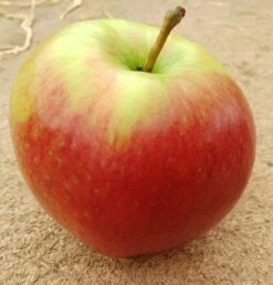 Ligol Malus Domestica `Ligol´