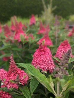 Schmetterlingsflieder Butterfly Candy® (versch. Farben) Buddleja Davidii -Pflanzenhof Verkaufsladen Little Ruby