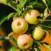Säulenapfel `Lopini´® Malus Domestica `Lopini´® -Pflanzenhof Verkaufsladen Lopini