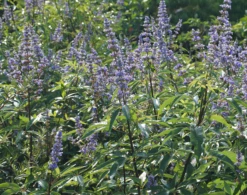 Mönchspfeffer Vitex Agnus Castus -Pflanzenhof Verkaufsladen M nchpfeffer 3