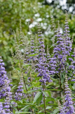 Mönchspfeffer Vitex Agnus Castus -Pflanzenhof Verkaufsladen M nchspfeffer