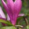 Purpur-Magnolie `Susan´ Magnolia Liliiflora `Susan´ 1 Purpur-Magnolie `Susan´ Magnolia Liliiflora `Susan´ -Pflanzenhof Verkaufsladen Magnolia Susan