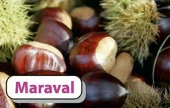 Esskastanie `Maraval´ Castanea Sativa `Maraval´